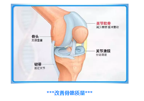 如何缓解骨关节炎？补充氨糖有什么作用？