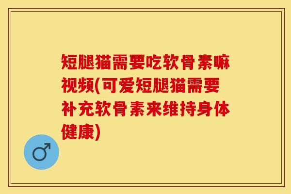 短腿猫需要吃软骨素嘛视频(可爱短腿猫需要补充软骨素来维持身体健康)