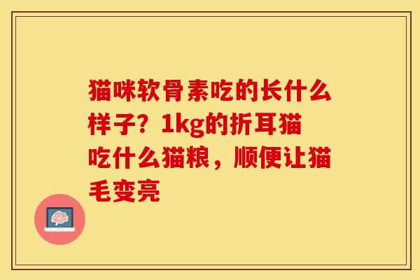 猫咪软骨素吃的长什么样子？1kg的折耳猫吃什么猫粮，顺便让猫毛变亮