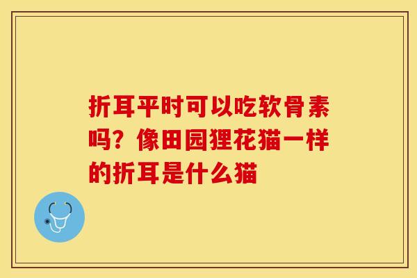 折耳平时可以吃软骨素吗?像田园狸花猫一样的折耳是什么猫 折耳平时可以吃软骨素吗?像田园狸花猫一样的折耳是什么猫