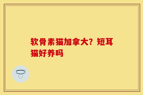 软骨素猫加拿大？短耳猫好养吗