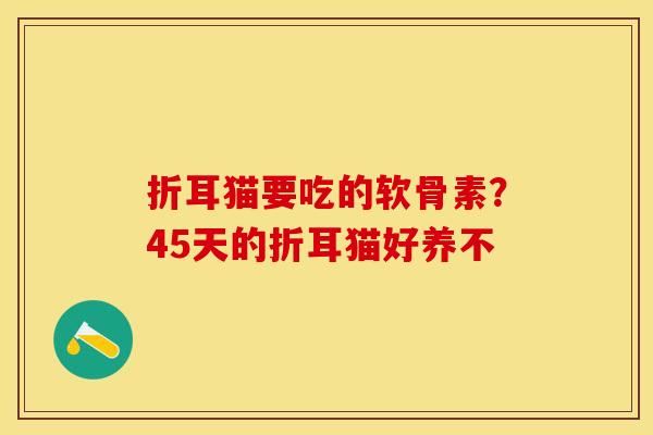 折耳猫要吃的软骨素？45天的折耳猫好养不