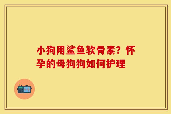 小狗用鲨鱼软骨素?怀孕的母狗狗如何护理 小狗用鲨鱼软骨素?怀孕的母狗狗如何护理