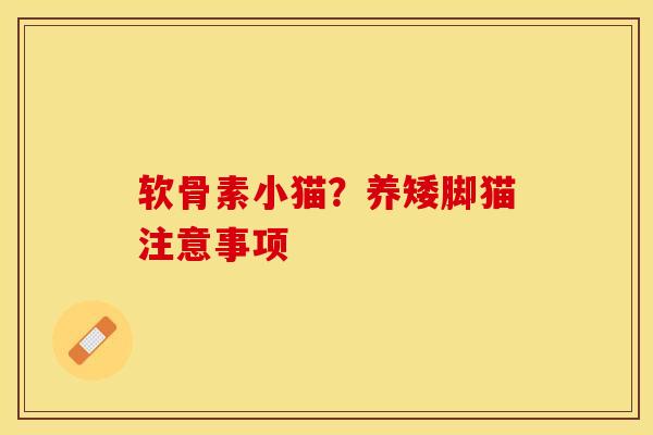 软骨素小猫？养矮脚猫注意事项