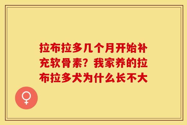 拉布拉多几个月开始补充软骨素？我家养的拉布拉多犬为什么长不大