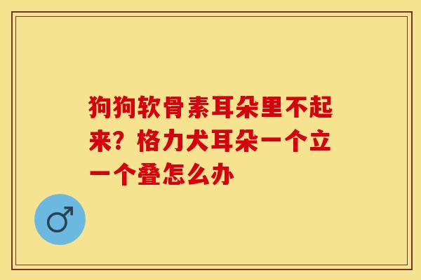狗狗软骨素耳朵里不起来？格力犬耳朵一个立一个叠怎么办