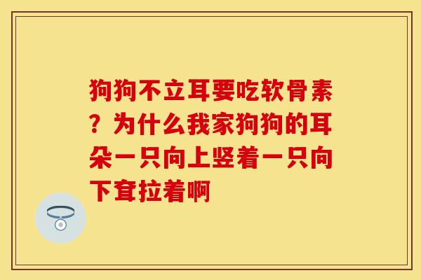 狗狗不立耳要吃软骨素？为什么我家狗狗的耳朵一只向上竖着一只向下耷拉着啊