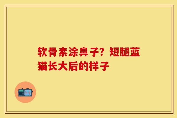 软骨素涂鼻子？短腿蓝猫长大后的样子