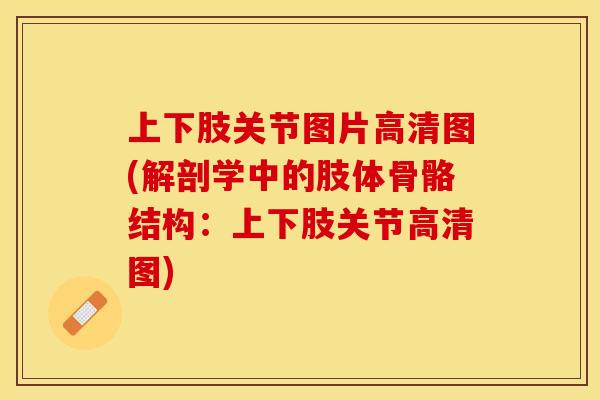 上下肢关节图片高清图(解剖学中的肢体骨骼结构：上下肢关节高清图)