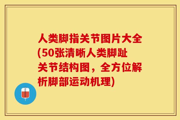人类脚指关节图片大全(50张清晰人类脚趾关节结构图，全方位解析脚部运动机理)