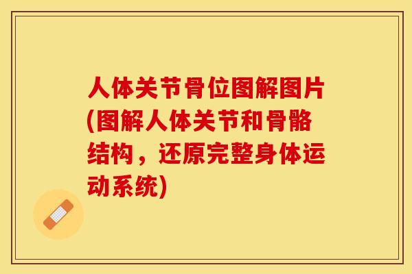 人体关节骨位图解图片(图解人体关节和骨骼结构，还原完整身体运动系统)