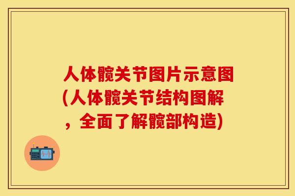 人体髋关节图片示意图(人体髋关节结构图解，全面了解髋部构造)