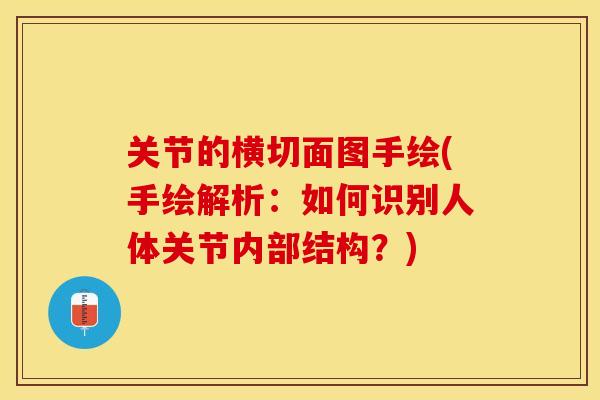 关节的横切面图手绘(手绘解析：如何识别人体关节内部结构？)