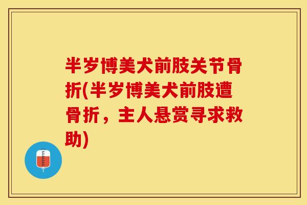 半岁博美犬前肢关节(半岁博美犬前肢遭,主人悬赏寻求救助) 半岁博美犬前肢关节(半岁博美犬前肢遭,主人悬赏寻求救助)