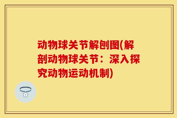 动物球关节解刨图(解剖动物球关节：深入探究动物运动机制)