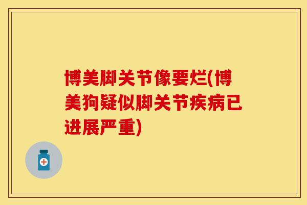 博美脚关节像要烂(博美狗疑似脚关节已进展严重) 博美脚关节像要烂(博美狗疑似脚关节已进展严重)
