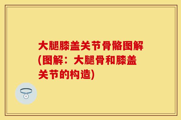 大腿膝盖关节骨骼图解(图解：大腿骨和膝盖关节的构造)