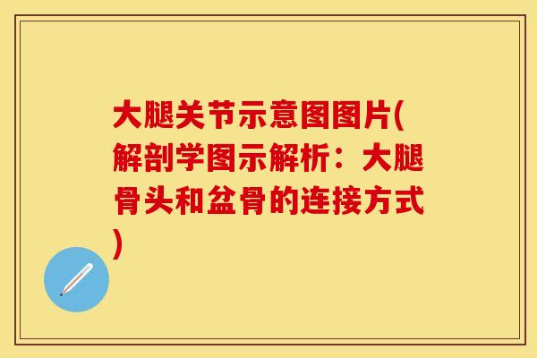 大腿关节示意图图片(解剖学图示解析：大腿骨头和盆骨的连接方式)