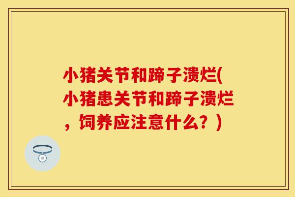 小猪关节和蹄子溃烂(小猪患关节和蹄子溃烂，饲养应注意什么？)
