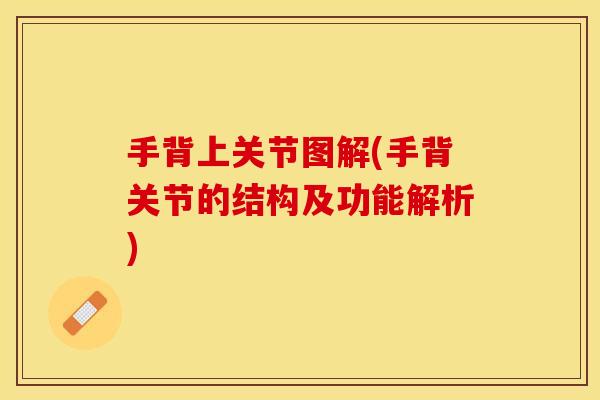 手背上关节图解(手背关节的结构及功能解析) 手背上关节图解(手背关节的结构及功能解析)