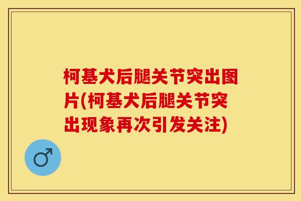 柯基犬后腿关节突出图片(柯基犬后腿关节突出现象再次引发关注)