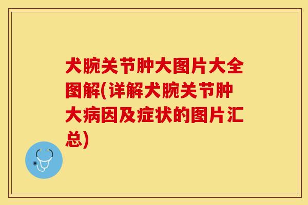 犬腕关节肿大图片大全图解(详解犬腕关节肿大病因及症状的图片汇总)