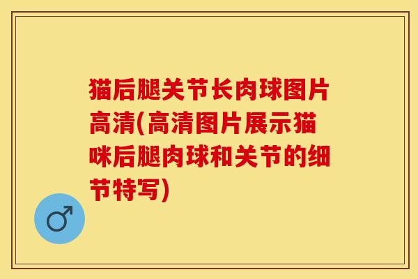 猫后腿关节长肉球图片高清(高清图片展示猫咪后腿肉球和关节的细节特写) 猫后腿关节长肉球图片高清(高清图片展示猫咪后腿肉球和关节的细节特写)