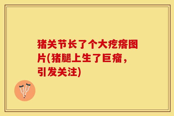 猪关节长了个大疙瘩图片(猪腿上生了巨瘤，引发关注)