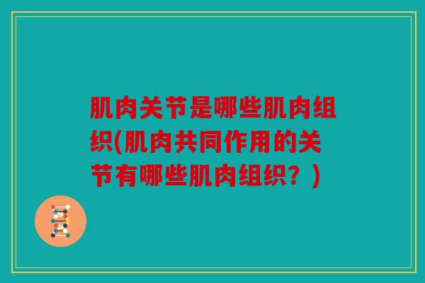 肌肉关节是哪些肌肉组织(肌肉共同作用的关节有哪些肌肉组织？)