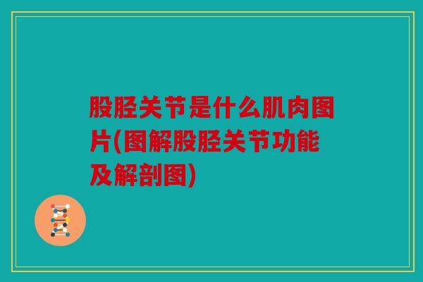 股胫关节是什么肌肉图片(图解股胫关节功能及解剖图)